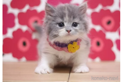 成約済の東京都のブリティッシュショートヘア-105339の6枚目